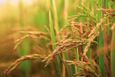 Su krizi sonrası Bursa'nın o ilçesinde çeltik ekimi yasaklandı