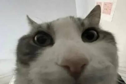 Evcil kedilerin gerçek anavatanı ortaya çıktı!