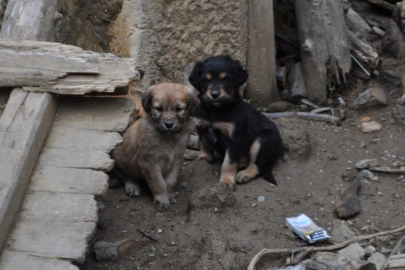 Isparta'da art arda yaşanan köpek ölümlerine valilik inceleme başlattı