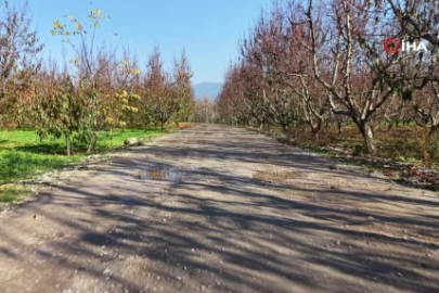 Bursa'da hasat bitti, kayıplar kaldı: Meyve üretiminde kara tablo...