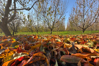 Bursa'da hasat bitti, kayıplar kaldı: Meyve üretiminde kara tablo...