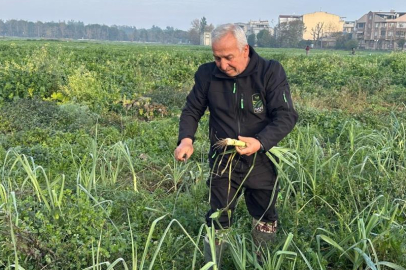 Bursa'da sebze ve meyveler ata tohumundan ilaç kullanılmadan üretiliyor