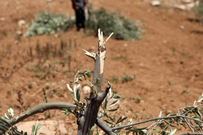 İşgalci İsrail ordusu Batı Şeria'da Filistinlilerin yaklaşık 400 zeytin ağacını söktü