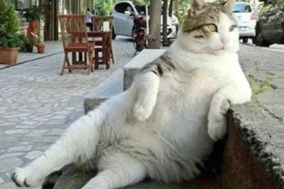 Şişman kediler için zayıflama iğnesi geliyor