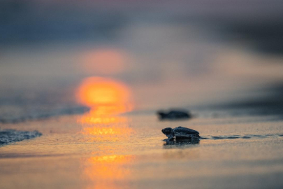 106 bin 348 yavru kaplumbağa denize kavuştu