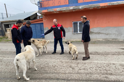 Erzincan’da sokak köpeklerine kuduz aşısı