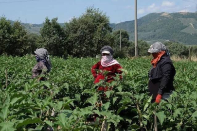 DSİ ve Kuraklık Kriz Merkezi’nden Bursa'nın İncisi İznik Gölü için flaş karar! O tarihte...
