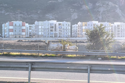 Kaza yapan tırdaki kaçan anguslar firar etti