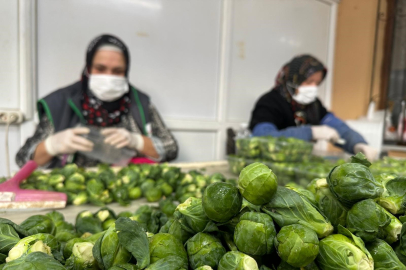 Rusya ve Hollanda'ya lahana "Brüksel"den değil Bursa'dan gidiyor!