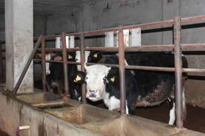 Siirt'te 3 buçuk ayda 54 büyükbaş hayvanı telef olan besicinin zararı 8 milyon lirayı buldu