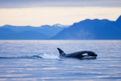 Balinalarının nefesinde ölümcül bir virüs tespit edildi