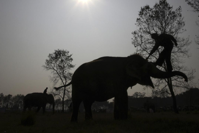 Hindistan'da filler 5 kişiyi öldürdü