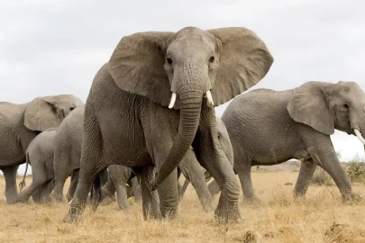 Vahşi fil sürüsü köylülere saldırdı: Ezilerek öldüler