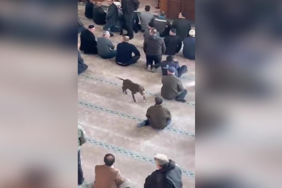 Camide başıboş gezen pitbullun sahibine adli ve idari işlem uygulandı