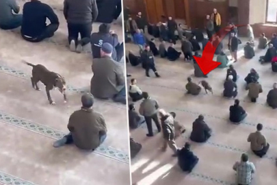 Camiye pitbull girdi! Vatandaşlar büyük korku yaşadı...