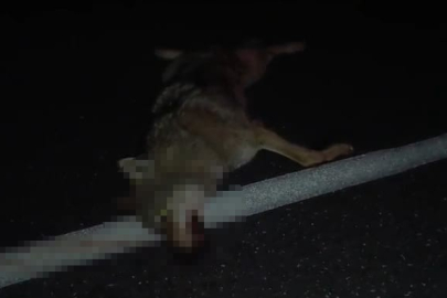 Bitlis Adilcevaz'da araçların çarptığı kurt telef oldu