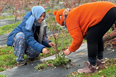 Bursa'da yaban mersini yetiştiren kadınlar, hemcinslerinin de bütçelerine katkı sağlıyor