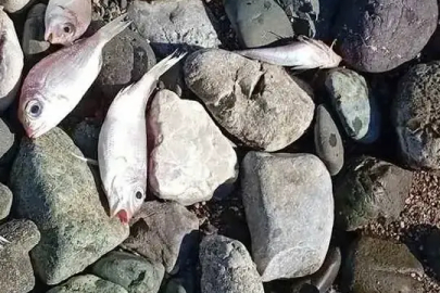 Muğla'da kıyıya vuran ölü balıklar tedirginliğe yol açtı