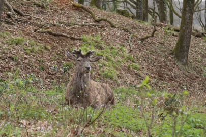 Nesli tehlike altındaki kızıl geyikler İstanbul'da koruma altında çoğaltılıyor