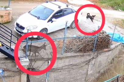Ordu’da sokak köpeklerinin saldırdığı karaca öldü