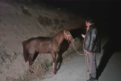 Malatya'da milyonluk yarış tayları çiftlikten kaçtı; 8'i öldü, bazıları kayıp