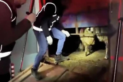 Zehir tacirleri bunu da denedi! Hayvanların içinde...