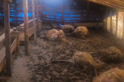 Erzincan’da kurtlar ahıra girdi: 10 koyun telef oldu, 10 koyun yaralandı