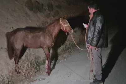 Milyonluk yarış tayları çiftlikten kaçtı! Ekipler seferber oldu...