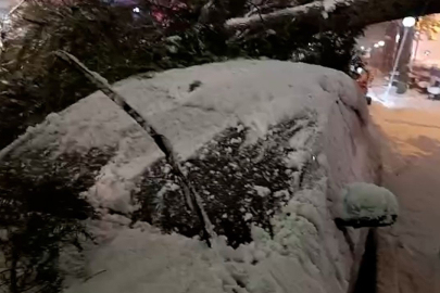 Bolu'da park halindeki araçların üzerine ağaç devrildi