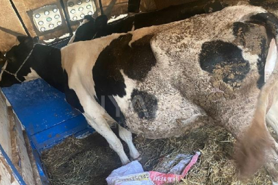 Bursa’da inekler icralık oldu!