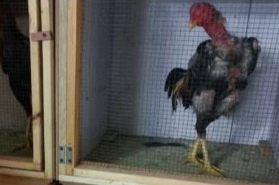 Sakarya'da horoz dövüşü operasyonu