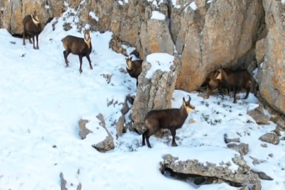 Munzur Dağları'nın zirvesinde şamualar görüntülendi