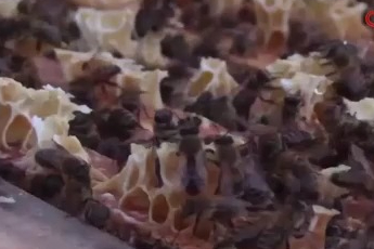 Bursa'da zirai ilaç faciası: Milyonlarca arı öldü