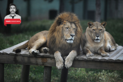 Bursa Hayvanat Bahçesi giriş ücretlerine zam geldi!