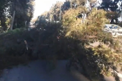 Mersin'de şiddetli rüzgarda kırılan ağaç yola devrildi