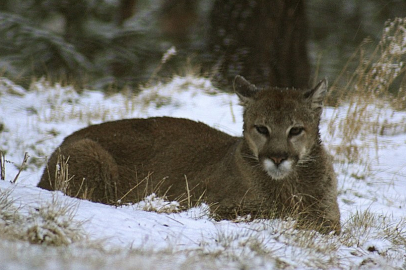 ABD'de Rocky Dağları'nda yürüyüş yapan kadın puma saldırısında öldü