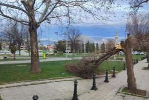 Bursa'da lodos ağacı kökünden söktü!