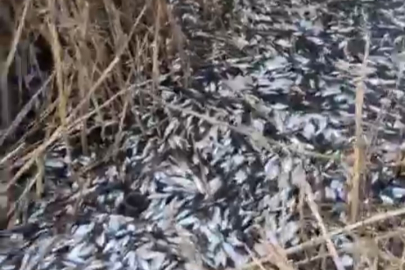 Bursa Uluabat Deresi’nde binlerce balık ölü bulundu!