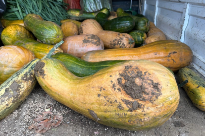 Bursa Osmangazi'de 30 kilogramlık Kıbrıs bal kabağı yetiştirildi