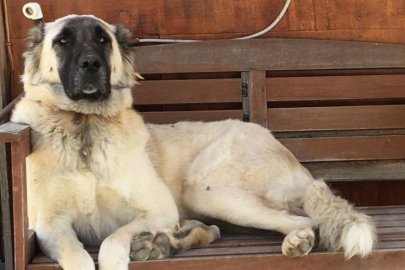 Muğla'da yerleşim yerinde açılan ateş köpeği vurdu, inceleme başlatıldı