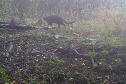 Bursa'da ormanda yürüyen yaban kedisi fotokapanla görüntülendi