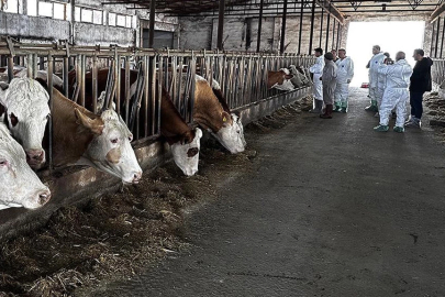 Bursa’da şap alarmı: Bazı mahalleler gözetim bölgesi ilan edildi!