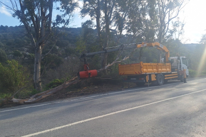 Muğla Bodrum’da fırtına ağaçları devirdi