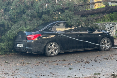Kocaeli Gebze'de fırtınada iki otomobilin üzerine ağaç devrildi