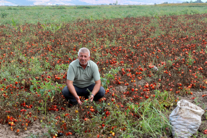 Bursalı çiftçilerden çağrı: Üretim maliyetleri baskılanamaz hale geldi