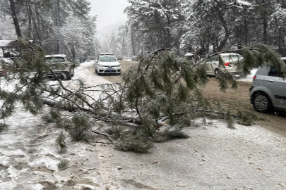 Ankara’da karın ağırlığına dayanamayan çam ağacı devrildi