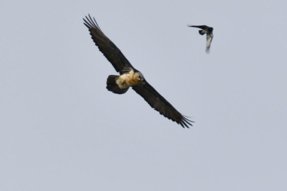 Kars'ta sakallı akbaba görüntülendi