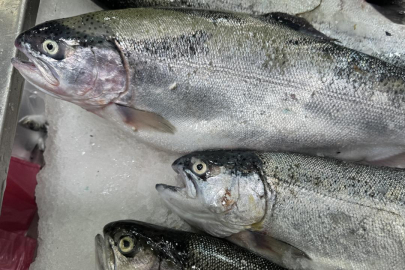 Türk somonu ihracatı 520 milyon doları aştı