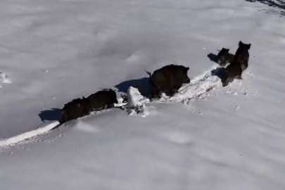 Karlı arazide ilerleyen domuz sürüsü havadan görüntülendi