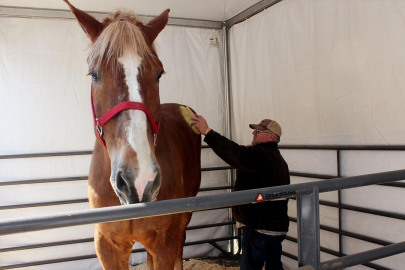 Atlar insanların korkusunu koklayabiliyor